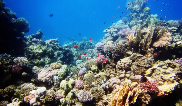 Coral Kingdoms: Diving into the Wonders of the Great Barrier Reef